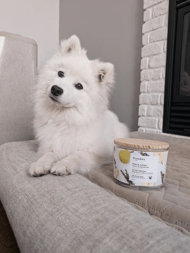 Purodora chandelle cire soya poire genévrier neutralisant odeurs animaux